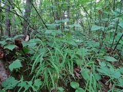Muhlenbergia tenuiflora