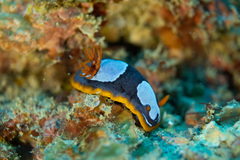 Chromodoris westraliensis