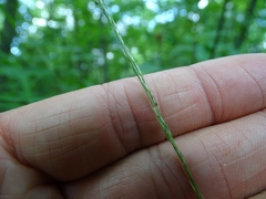 Muhlenbergia tenuiflora