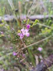 Boronia crenulata