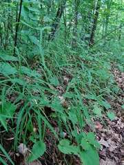 Muhlenbergia tenuiflora