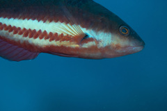 Pseudolabrus biserialis