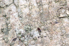 Bothrideridae