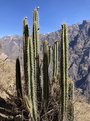 Corryocactus brevistylus