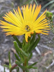 Lampranthus bicolor