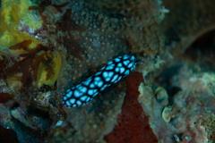 Phyllidiella pustulosa