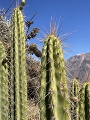 Corryocactus brevistylus