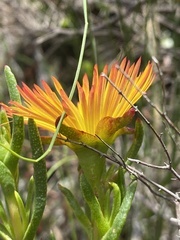 Lampranthus bicolor