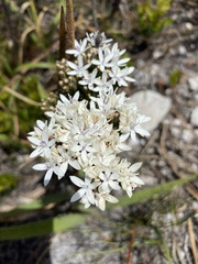 Corymbium villosum