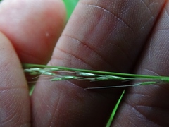 Muhlenbergia tenuiflora
