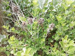 Psoralea bracteolata