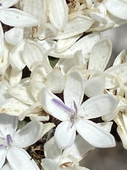 Corymbium villosum