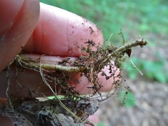 Muhlenbergia tenuiflora