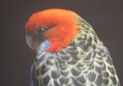 Platycercus elegans adelaidae