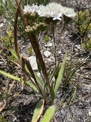 Corymbium villosum