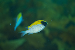 Chromis klunzingeri
