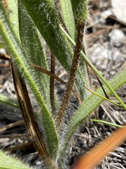 Corymbium villosum