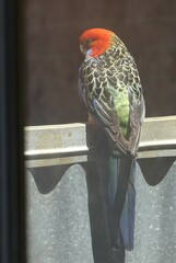 Platycercus elegans adelaidae