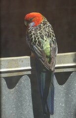 Platycercus elegans adelaidae