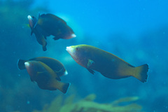 Anampses geographicus