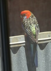 Platycercus elegans adelaidae