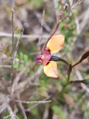 Diuris longifolia