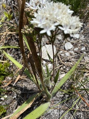 Corymbium villosum
