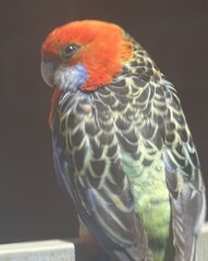 Platycercus elegans adelaidae