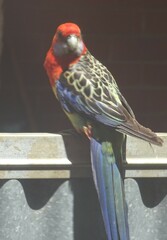 Platycercus elegans adelaidae