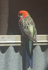 Platycercus elegans adelaidae