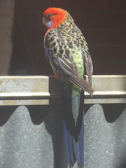 Platycercus elegans adelaidae