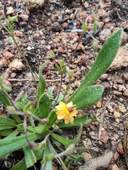 Goodenia trinervis