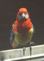 Platycercus elegans adelaidae