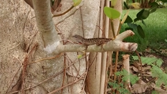 Anolis sagrei