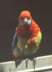 Platycercus elegans adelaidae