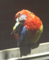 Platycercus elegans adelaidae