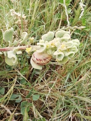 Tetragonia decumbens