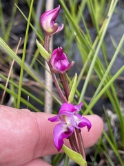 Disperis paludosa