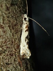 Erechthias mystacinella