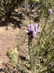Aspalathus cephalotes violacea