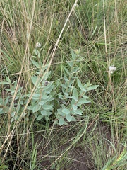 Lasiosiphon kraussianus