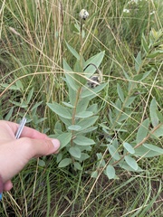 Lasiosiphon kraussianus