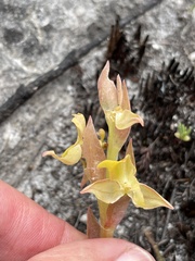 Pterygodium acutifolium