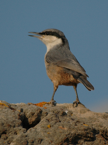 Western Rock Nuthatch, photo 6 of 9