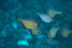 Pempheris klunzingeri