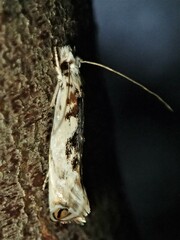 Erechthias mystacinella