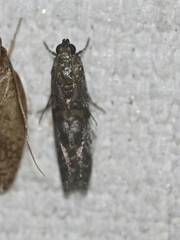 Sciota melanostyla