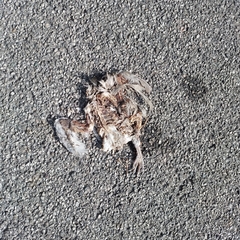 Streptopelia decaocto