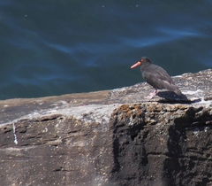 Haematopus fuliginosus