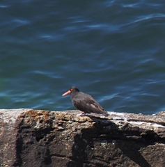 Haematopus fuliginosus